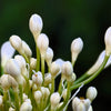 25 WHITE LILY of the NILE Agapanthus Orientalis African Lily Flower Seeds