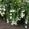 25 COMMON SNOWBERRY - WHITE Berries Pink Flowers Symphoricarpos Alba Shrub Seeds
