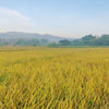 Long Grain Brown White Rice Seeds – Oryza Sativa Vegetable – photo 5