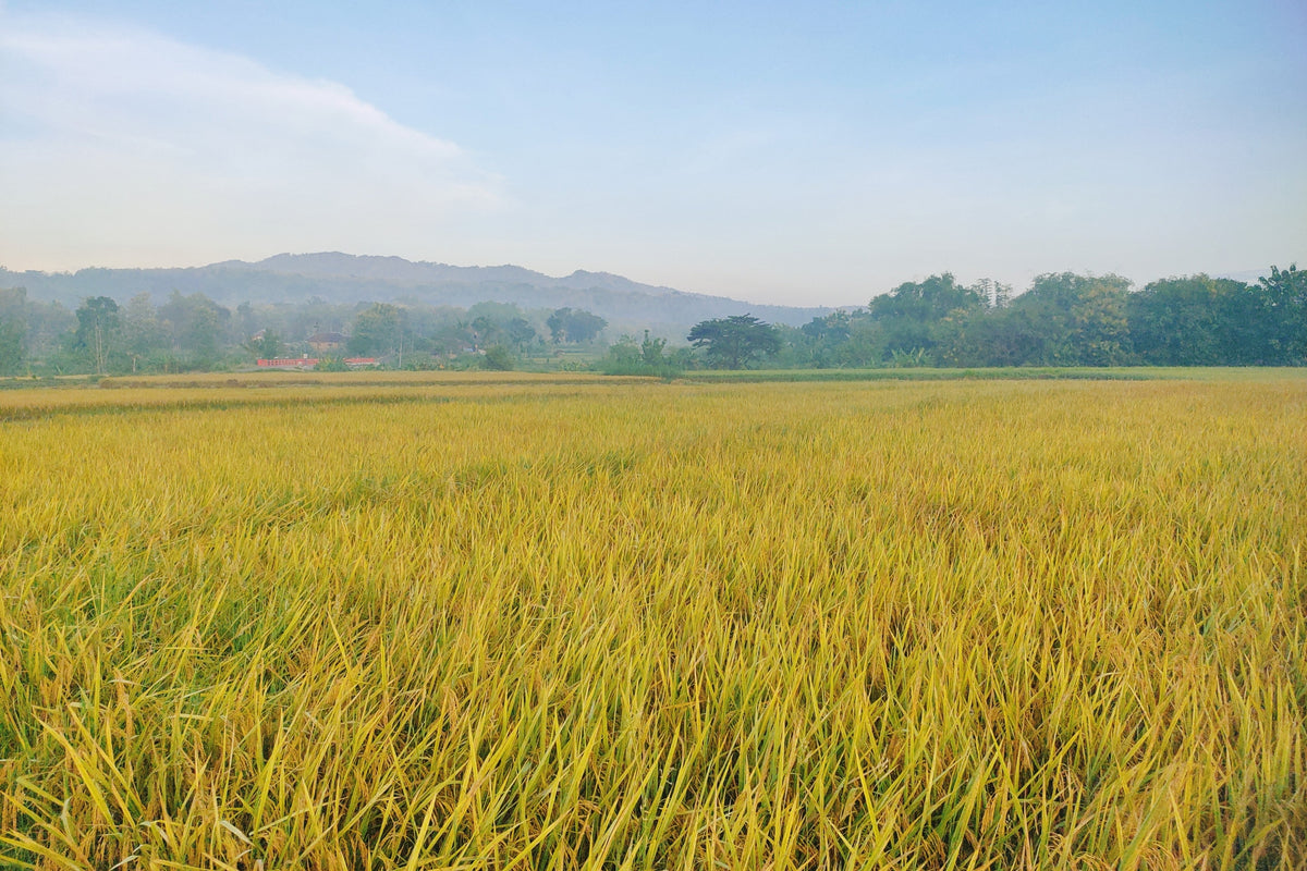 Long Grain Brown White Rice Seeds – Oryza Sativa Vegetable – photo 5