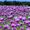 1000 LAVENDER POPPY Purple Papaver Somniferum Flower Seeds