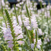 50 WHITE Showy OBEDIENT PLANT (False Dragon Head) Physostegia Virginiana Flower Seeds