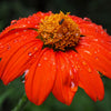 50 RED MEXICAN Torch SUNFLOWER Tithonia Rotundifolia Red Orange Flower Seeds