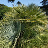 Hardy Sabal Palm Tree Seeds – Cabbage Palmetto Flower – photo 3