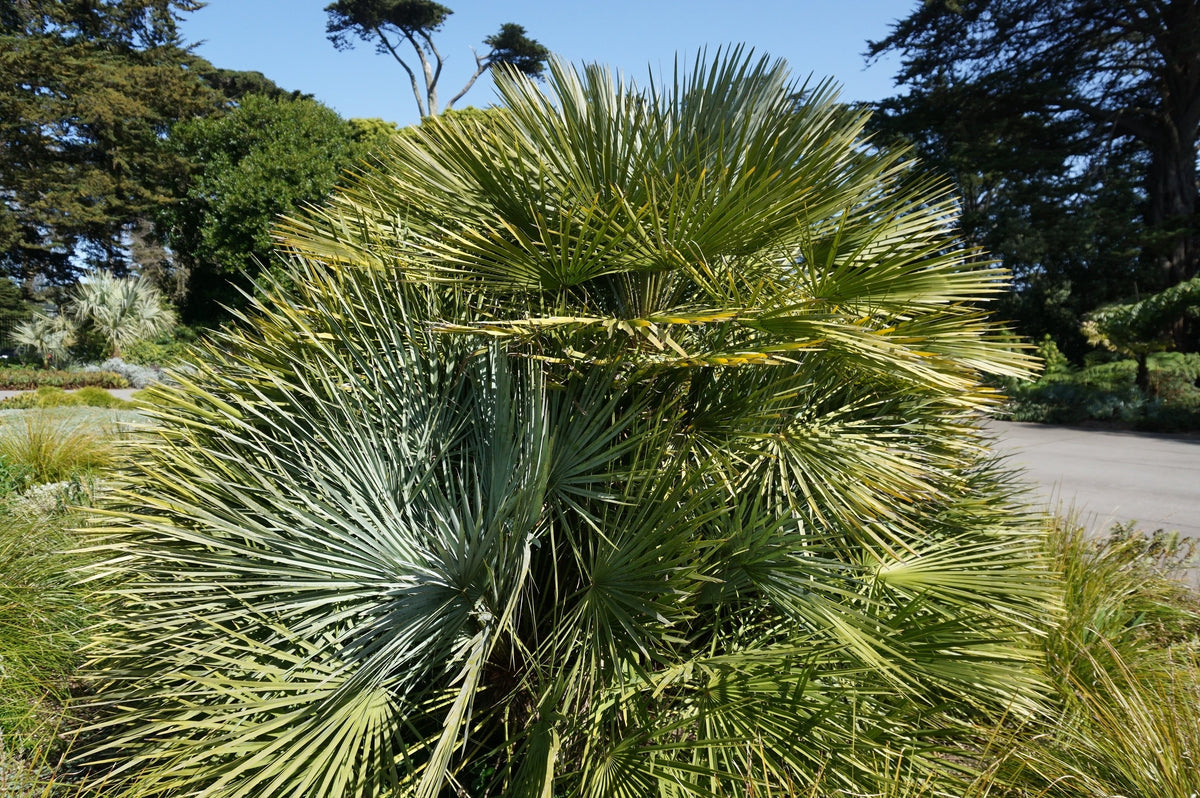 Hardy Sabal Palm Tree Seeds – Cabbage Palmetto Flower – photo 3