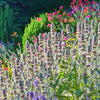 100 Wolly LAMBS EAR Stachys Byzantina Silvery Fuzzy Leaves Purple Flower Seeds