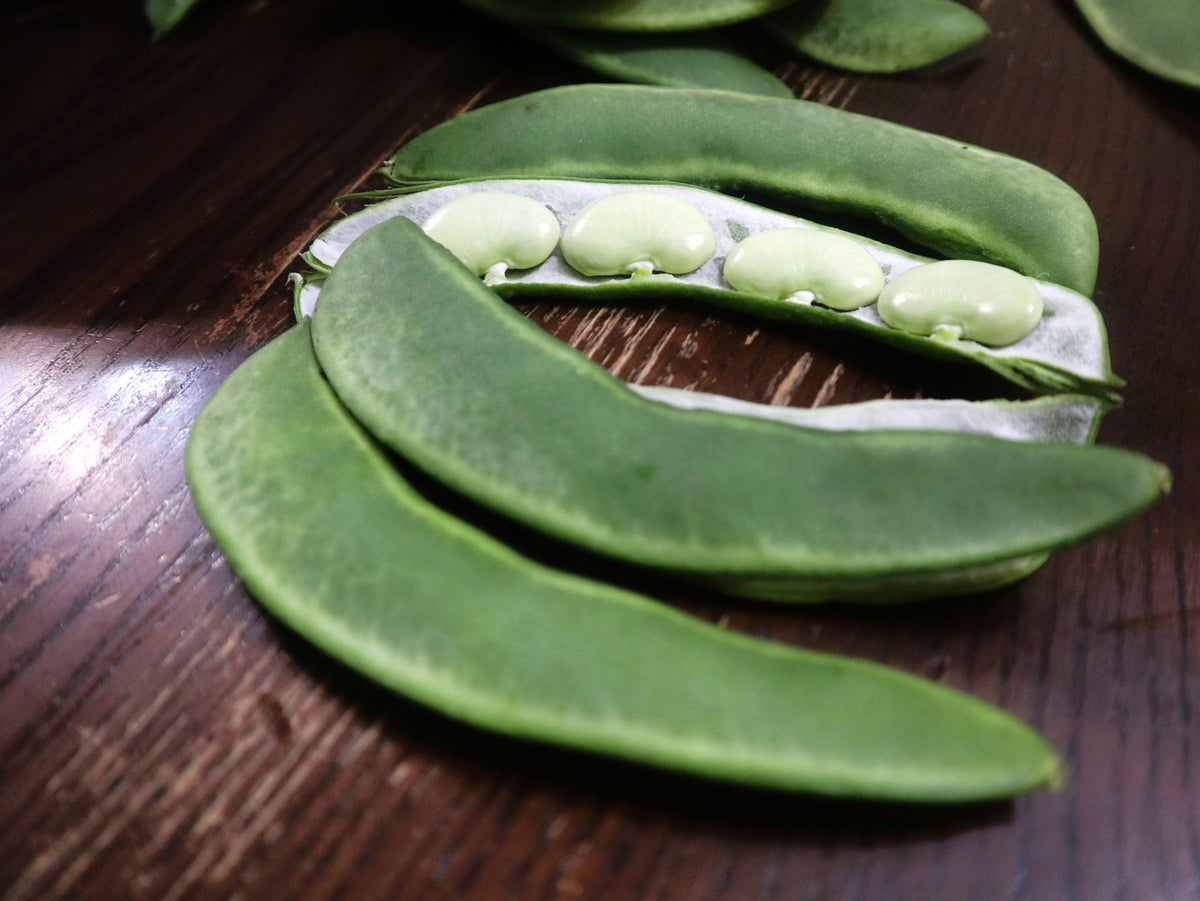 Fordhook Lima Bean Seeds – Phaseolus Lunatus Bush Bean Vegetable – photo 5