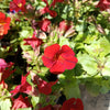 100 Twinkle RED MONKEY FLOWER Mimulus Seeds