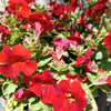 100 Twinkle RED MONKEY FLOWER Mimulus Seeds