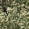 100 White SWEET EVERLASTING Gnaphalium Obtusifolium Butterfly Flower Herb Seeds