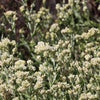 100 White SWEET EVERLASTING Gnaphalium Obtusifolium Butterfly Flower Herb Seeds