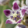 10 GIANT MILKWEED Sodom Apple Calotropis Procera Crown Flower Shrub Seeds