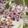 10 GIANT MILKWEED Sodom Apple Calotropis Procera Crown Flower Shrub Seeds