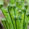 1000 + SENSITIVE FERN Onoclea Sensibilis aka Bead or Sympathy Fern Spores Seeds