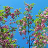 15 ROSE LOCUST / Pink ACACIA Flower Robinia Hispida Fertilis Tree Shrub Seeds