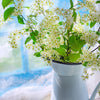 30 BLACK CHERRY Fruit Tree Prunus Serotina Fragrant White Flowers Seeds
