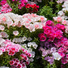 Double Deuces Godetia Seeds – Grandiflora Clarkia Amoena Mixed Colors & Bicolor Flower – photo 5