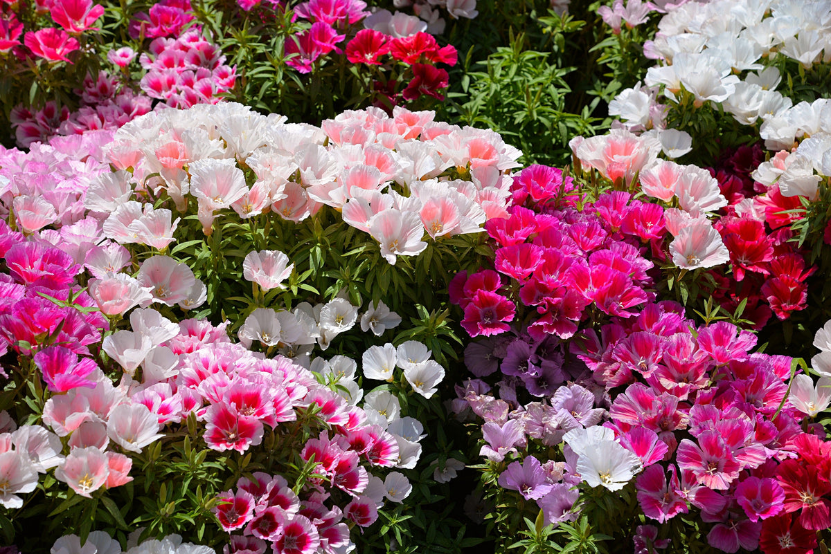 Double Deuces Godetia Seeds – Grandiflora Clarkia Amoena Mixed Colors & Bicolor Flower – photo 5