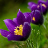 25 VIOLET ANEMONE Pulsatilla Vulgaris Purple PASQUE Flower Seeds