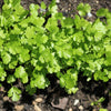 1000 CILANTRO / CORRIANDER / Chinese PARSLEY Coriandrum Sativum Herb Flower Seeds