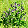 10 TRUE COMFREY Comphrey Symphytum Officinale Herb Seeds Purple Flowers