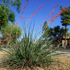 1000 Bulk RED YUCCA Hesperaloe Parviflora Hummingbird Coral Yucca Flower Seeds