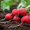 2000 CHERRY BELLE RADISH Raphanus Sativus Vegetable Seeds