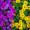 1000 MIXED AFRICAN DAISY ( Cape Marigold / Sun Marigold ) Dimorphotheca Sinuata Flower Seeds
