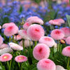 100 Strawberries & Cream ENGLISH DAISY Bellis Perennis Flower Seeds