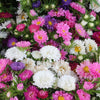 Powder Puff Aster Seeds – Mix Callistephus Chinensis Flower – photo 3