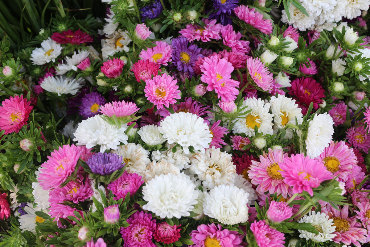 Powder Puff Aster Seeds – Mix Callistephus Chinensis Flower – photo 3