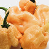 10 Peach CAROLINA REAPER PEPPER World's Hottest Capsicum Chinense Hot Chili Vegetable Seeds