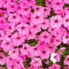 100 PINK PETUNIA Hybrida Pollinator Garden Container Flower Seeds