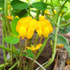 20 Seeds Early SPANISH PEANUT Arachis Hypogaea Perennial Nut Plant