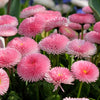 100 MIXED Colors ENGLISH DAISY Bellis Perennis Flower Seeds
