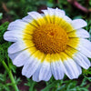 1000 GARLAND CROWN DAISY Chrysanthemum Coronarium Glebionis Flower Seeds
