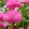 100 PINK ENGLISH DAISY Bellis Perennis Tasso Pink Double Flower Seeds