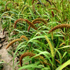 100 FOXTAIL MILLET Setaria Italica Ornamental Grass Flower Seeds