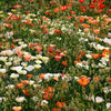 Mixed Colors California Poppy (Ballerina / Mission Bells) Eschscholzia Californica Flower Seeds – photo 3