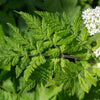 20 SWEET CICELY Myrrhis Odorata Herb Fragrant Flower Licorice Flavor Seeds