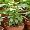 Licorice Basil Ocimum Basilicum Herb Flower Seeds – photo 4