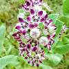 10 GIANT MILKWEED Sodom Apple Calotropis Procera Crown Flower Shrub Seeds