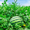 50 TENDERSWEET ORANGE WATERMELON Orange Flesh Citrullus Lanatus Fruit Melon Seeds