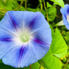 75 Blue STAR MORNING GLORY Ipomoea Tricolor Flower Vine Seeds
