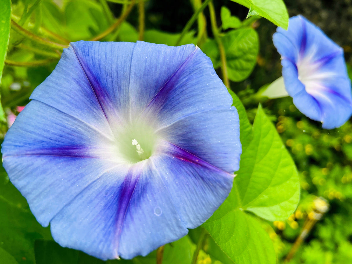 Mixed Colors Morning Glory Seeds – Ipomoea Purpurea Vine Flower – photo 8