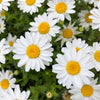 100 White DWARF CREEPING DAISY Chrysanthemum Paludosum Flower Seeds
