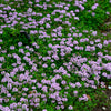 1000 Common GARDEN THYME English, German, French, or Winter Thymus Vulgaris Herb Flower Seeds