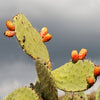 10 Orange PRICKLY PEAR CACTUS Nopal Indian Fig Opuntia Ficus-Indica Fruit Flower Seeds