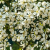 5 HARDY ORANGE TREE Trifoliate Citrus Trifoliata Poncirus Fruit White Flower Seeds