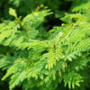 100 ILLINOIS BUNDLEFLOWER Prairie Mimosa Desmanthus Illinoensis Flower Seeds